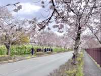 Sakura@ Tenri High School จ.นารา
