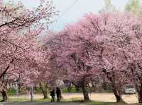 北海道旭山公園櫻花