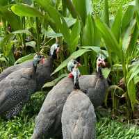 吉隆坡飛禽公園：熱帶鳥語花香，適合感受大自然生命力的理想場所
