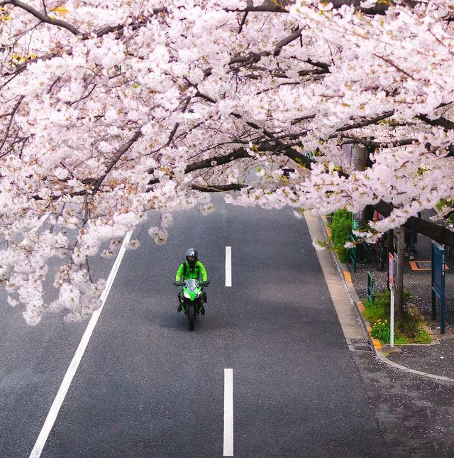 Cherry Blossom in Tokyo,Japan
