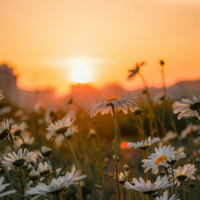 울산 샤스타데이지 명소 슬도