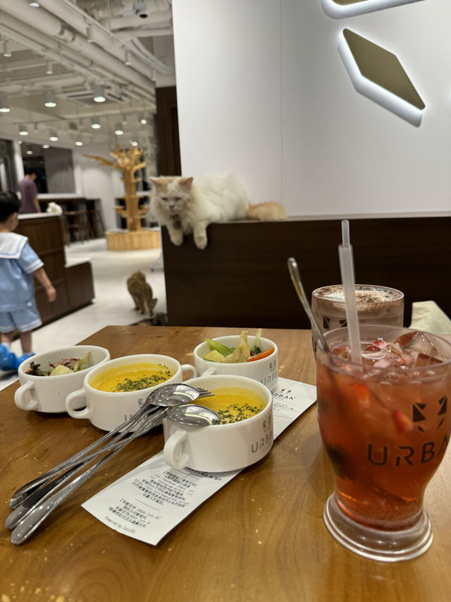 《減壓喵喵Cafe》