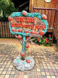 Gorgeous Genting Strawberry Farm