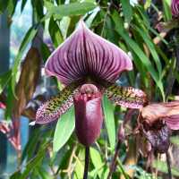 「萬葉植物園：豐富多彩的自然畫捲」