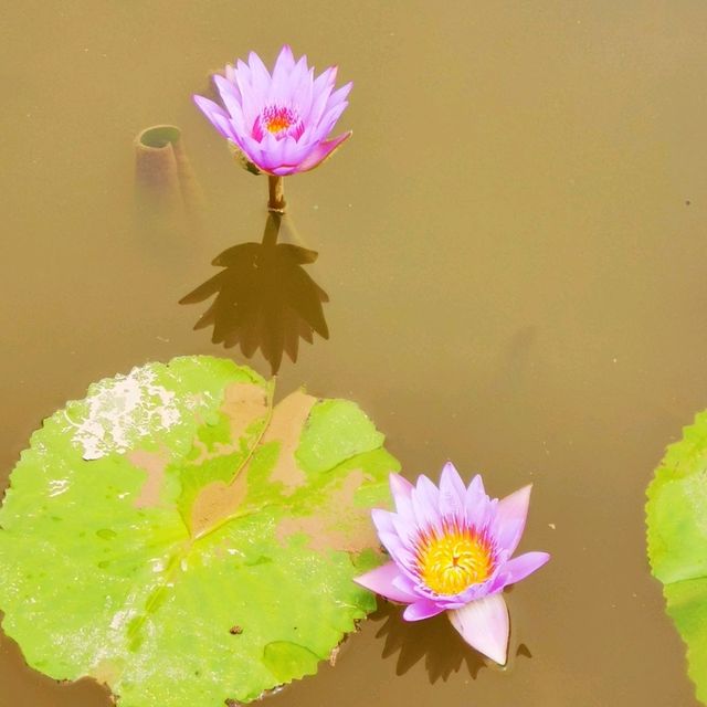 洪湖公園