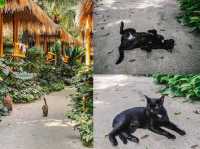 Phi Phi CoCo Beach Resort