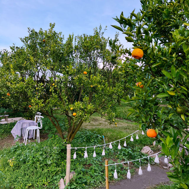 สวนส้มในฝัน โคตรน่ารัก 🫶🏻😍🍊