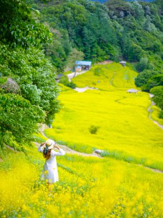 春天旅行，無邊無際的油菜花田怎麼樣？秋亭里蕎麥田