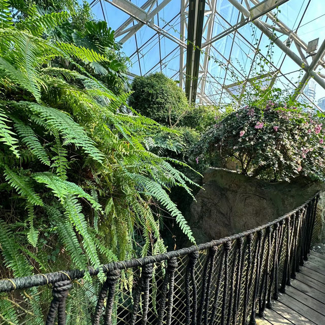 「沖繩東南植物樂園：珍稀植物，科普教育，豐富遊園體驗」