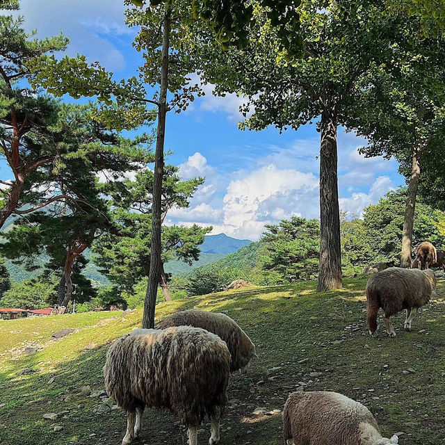 吹田山：春天花海，適合春天漫步