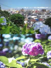 【池上】初夏と紫陽花とカフェ巡り𓍯𓇠