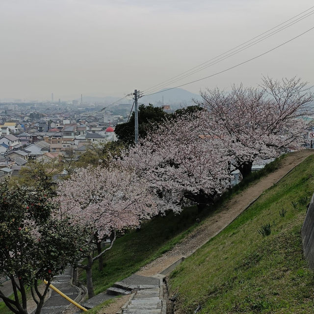 桃陵公園 香川 日本櫻花聖地