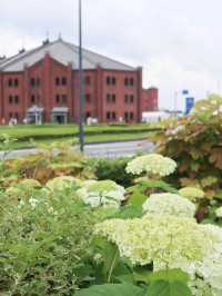 【横浜】あじさいが見頃！たくさんのお花が楽しめる広場！