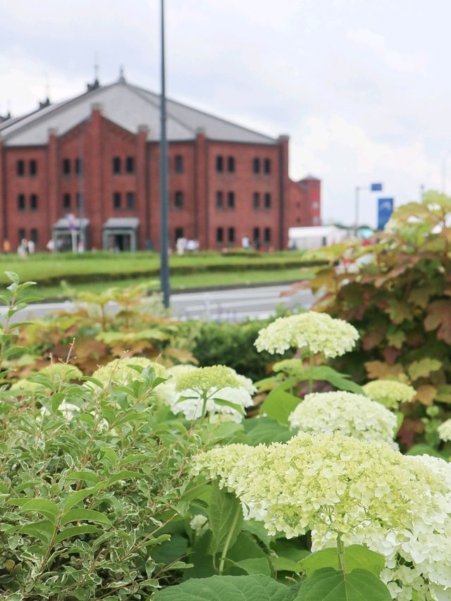 【横浜】あじさいが見頃！たくさんのお花が楽しめる広場！