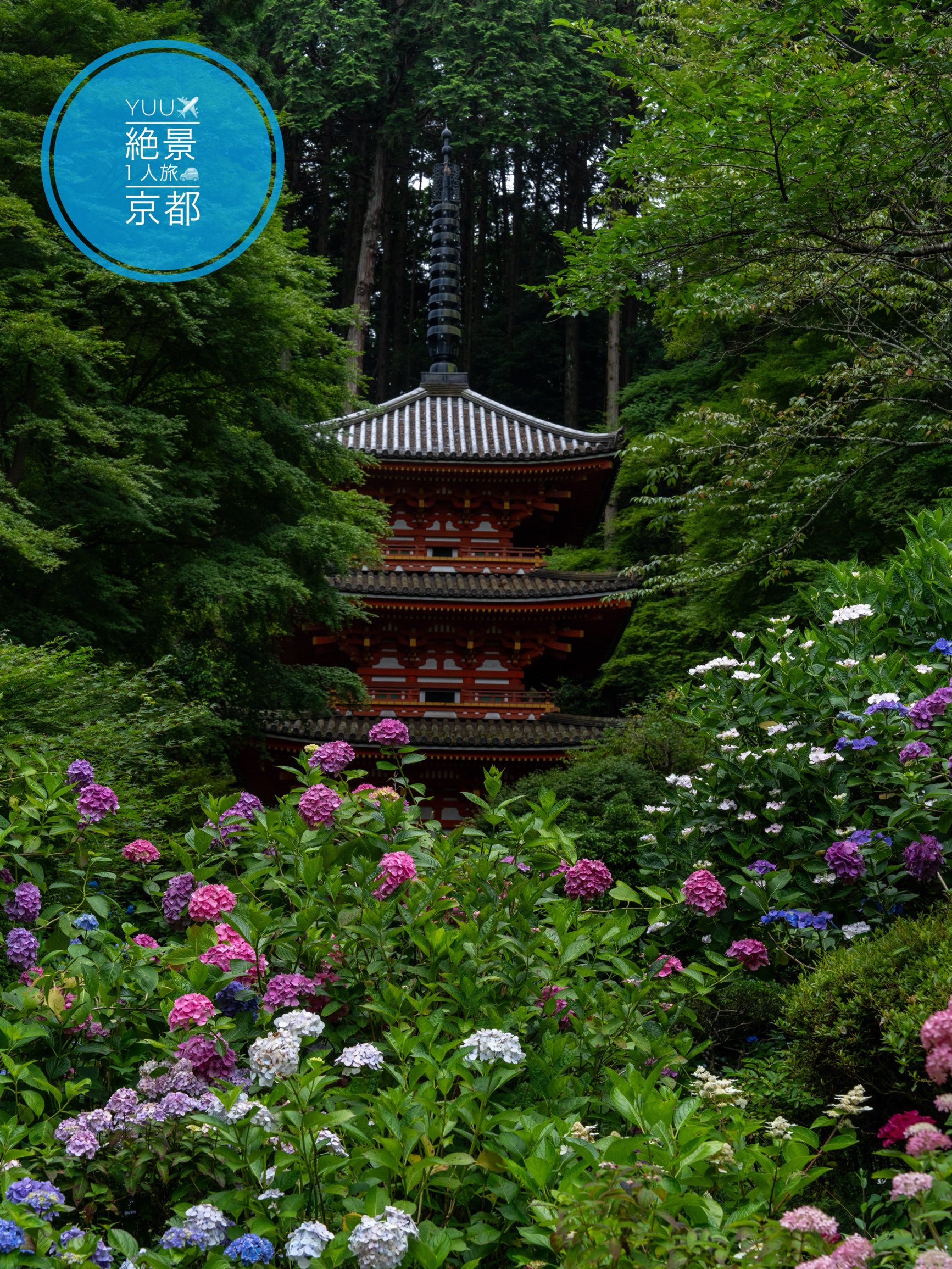 日本画　京都　岩船寺宵桜　三重塔　内田英湖 岩船寺の紫陽花2025 京都府木津川市の岩船寺さん。岩船寺さんと