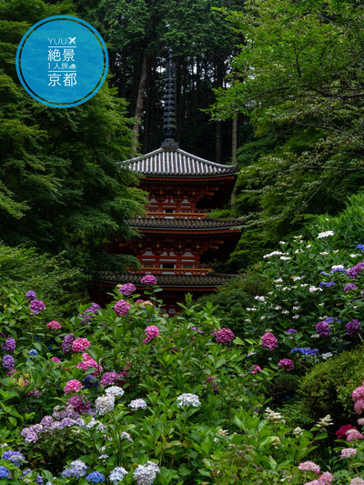 岩船寺』京都の紫陽花と言えば絶対ココ✨三重塔と紫陽花 | Trip
