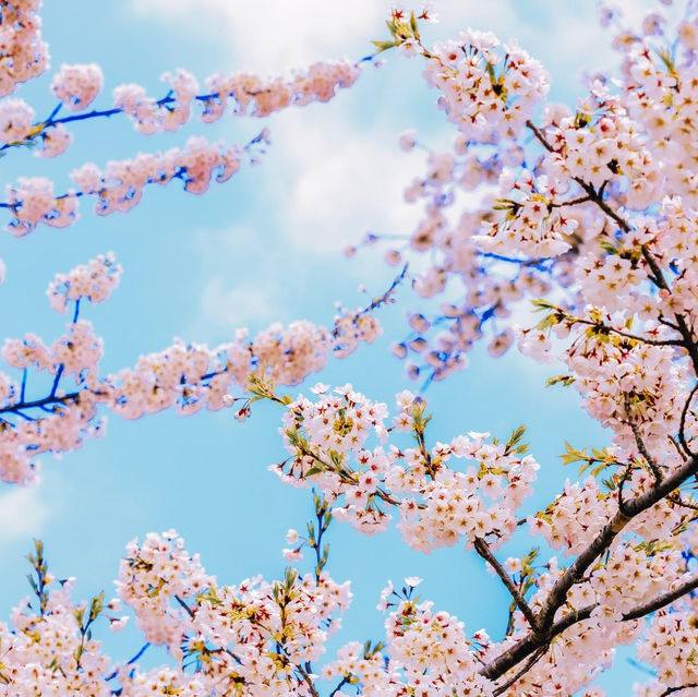 14 จุดชมดอกซากุระทั่วญี่ปุ่นปี🌸