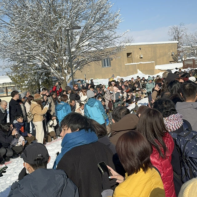 Hokkaido- Asahiyama Zoo