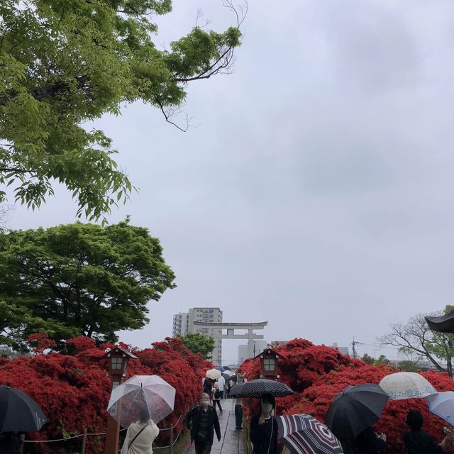 【🇯🇵京都】もこもこツツジが凄い🌺