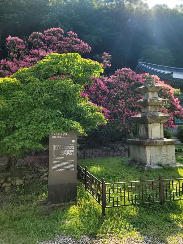 500년된 배롱나무가 있는 충북 영동 반야사💗