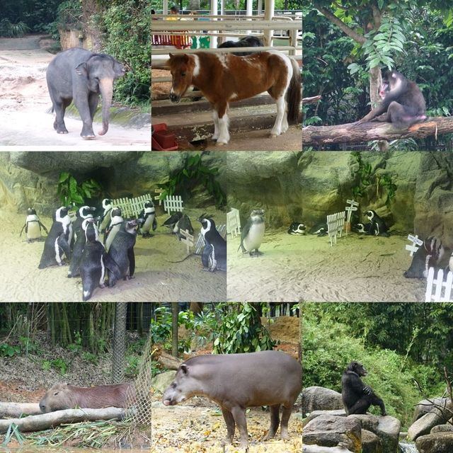 🦦🦧🦍🐟🐗新加坡奇妙野生動物園🦒🦘🐘🦚🐿️
