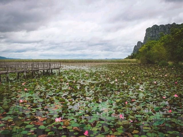 🌷ชมวิว ธรรมชาติ บึงบัว @สามร้อยยอด ปราณบุรี