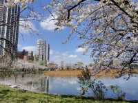 【東京】上野公園🔥：魯迅筆下的緋紅輕雲，享受東京慢生活🏖️🏖️