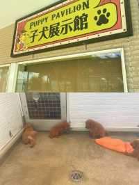 【茨城県】わんこがいっぱい🐶🐾一日中もふもふと戯れられる楽園😍💖【つくばわんわんランド】