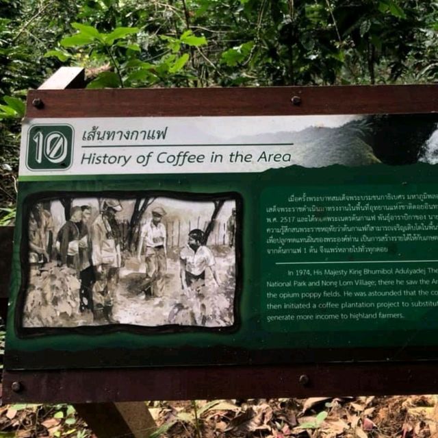 แจกพิกัดเดินป่า ตามรอยเส้นทางสายกาแฟ