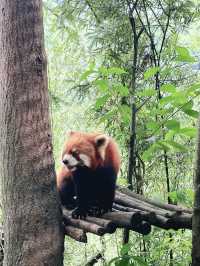 A must in Chengdu!  Chengdu main’s attractions! 🐼 Giant Panda Base 