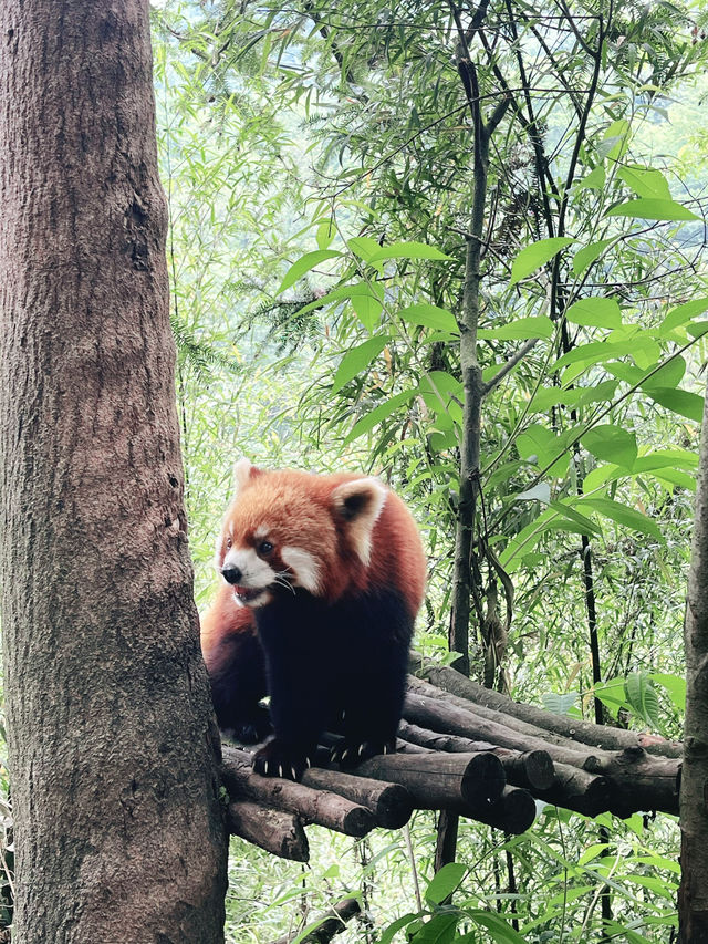 A must in Chengdu!  Chengdu main’s attractions! 🐼 Giant Panda Base 
