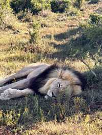 🦁 Experience the Wild at Kruger National Park 