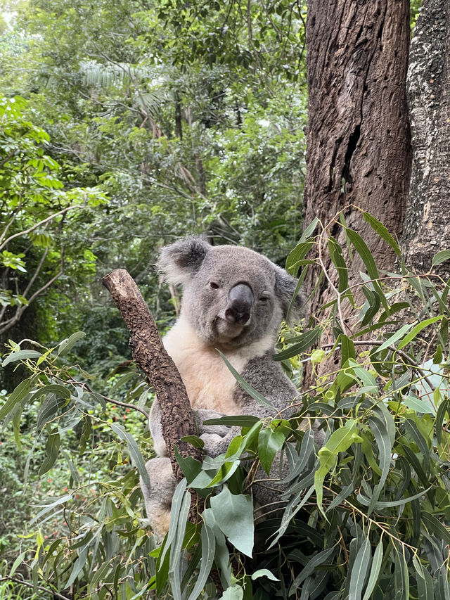 【澳洲墨爾本】 冇得抱樹熊的龍柏動物園還值得去嗎？