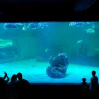 ทัวร์โลกใต้น้ำกับอควาเรียมบางแสนกันครับ 🪼🐠🦈