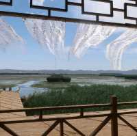 Hectars of Water Lilies and Reeds