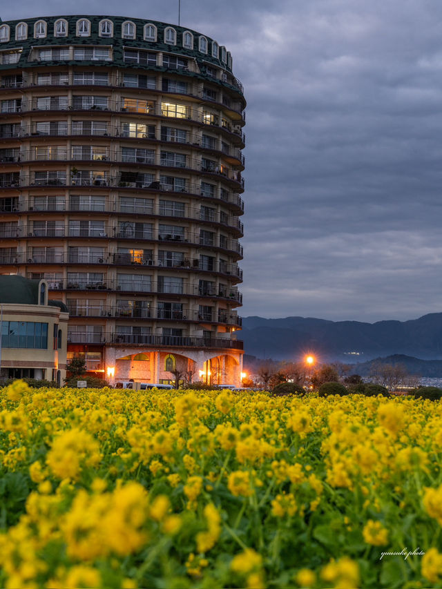 12000本咲き乱れる菜の花畑✨いまが見頃！滋賀県の絶景スポット「第1なぎさ公園　菜の花畑」