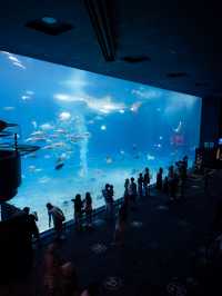 【沖縄といえばココ！✨】美ら海水族館で世界トップクラスの水槽が見れる！🦭