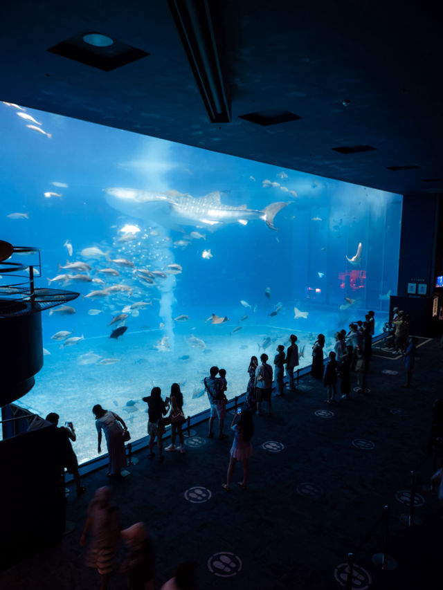 【沖縄といえばココ！✨】美ら海水族館で世界トップクラスの水槽が見れる！🦭