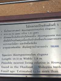 พิพิธภัณฑ์ ไม้กลายเป็นหิน