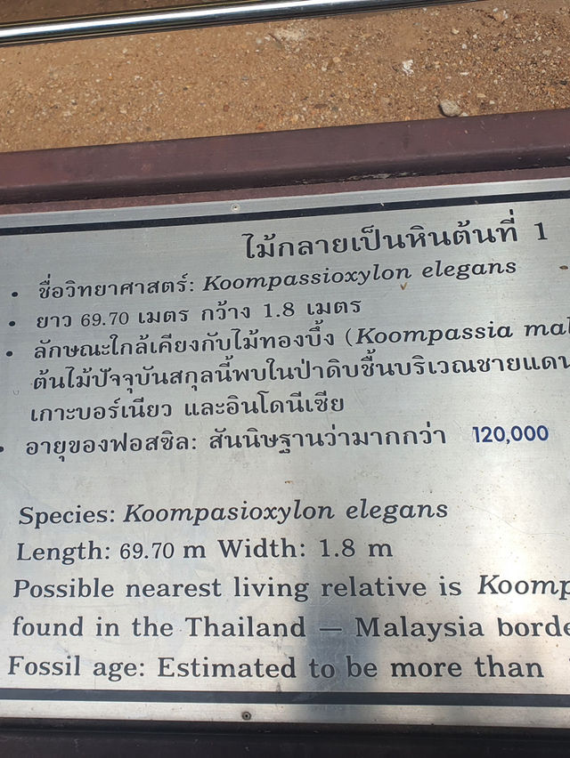 พิพิธภัณฑ์ ไม้กลายเป็นหิน