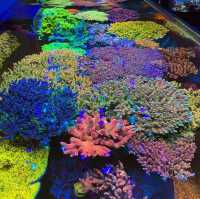 **🌊 Enjoy the Beautiful Coral Reef in Phi Phi Island! 🌴**