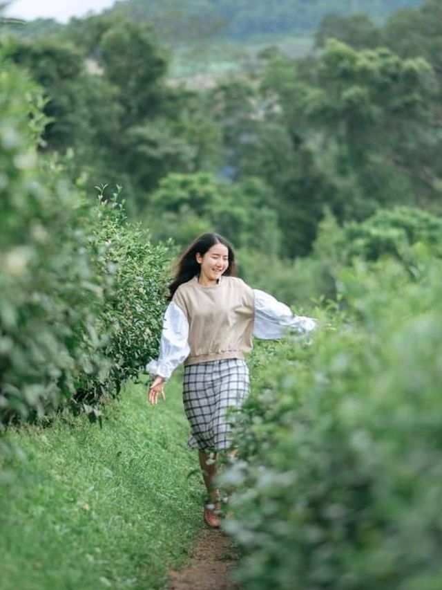 ไร่ชาลุงเดช