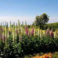 Doi Inthanon National Park: A Blooming Paradise