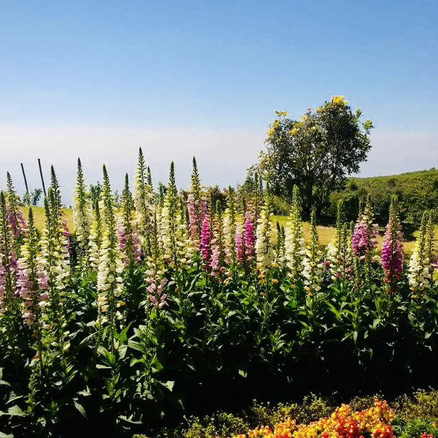 Doi Inthanon National Park: A Blooming Paradise