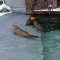 旭川景點｜日本最北、高人氣寒帶動物園—旭川動物園