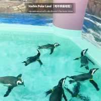 🐧Harbin Polar land 哈爾濱極地公園·極地館 