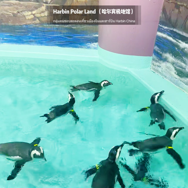 🐧Harbin Polar land 哈爾濱極地公園·極地館 
