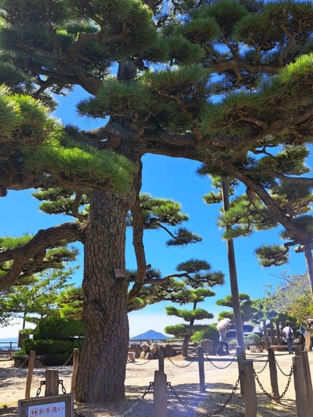 【松山城:愛媛県松山市】松山市のシンボル!!132mの勝山という山の上にあるお城🏯