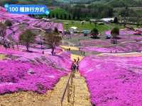 日本北海道-宛如粉紅色地毯的芝櫻花海：東藻琴 芝櫻公園