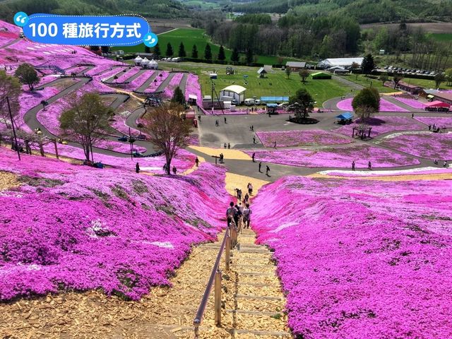 日本北海道-宛如粉紅色地毯的芝櫻花海：東藻琴 芝櫻公園